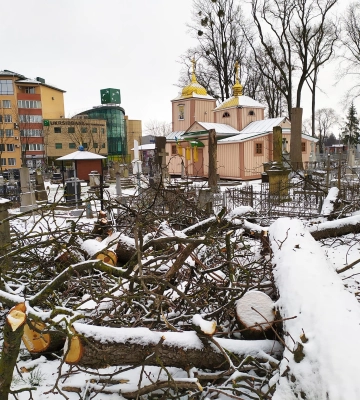 У Луцьку зрізають аварійні дерева. Фото