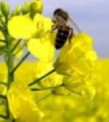 У Корці фахівці Держпродспоживслужби та пасічники обговорять заходи з профілактики отруєння бджіл