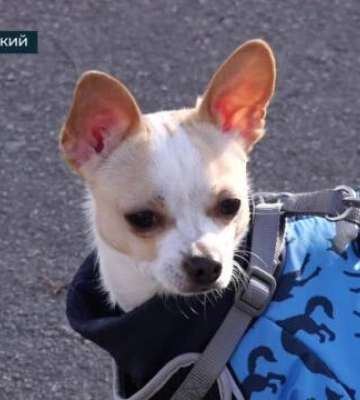 У Кропивницькому штрафують власників собак, які не прибирають за тваринами (відео)