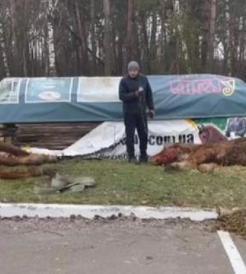 Знесилені попадали як мертві: з Вугледара на Київщину евакуювали племінних коней