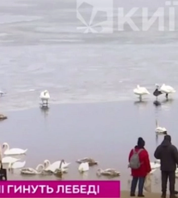 У Києві через інфекцію загинули лебеді