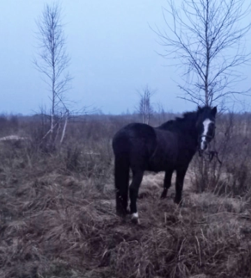 “Пригоди Рембо”: на Рівненщині жінка вкрала коня та обікрала пенсіонерку