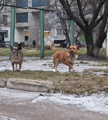 Гостра проблема. У Первомайську збирають підписи з проханням відловити собак, які живуть поряд зі школою