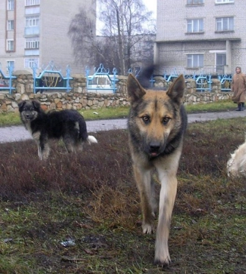 Як під час війни у Миколаєві допомагають безпритульним тваринам