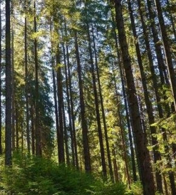 Під Кременчуком через конфлікт чоловік затягнув 13-річного підлітка до машини та вивіз до лісу