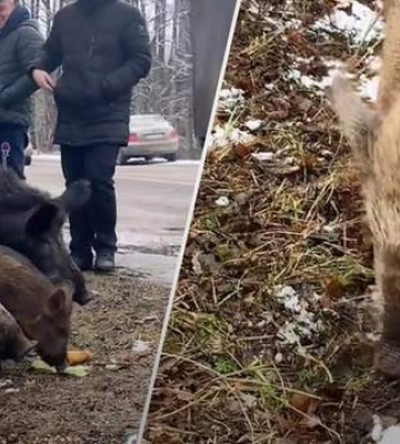 На Черкащині дикі кабани вийшли до людей на дорогу: мережу облетіло миле відео
