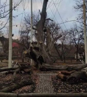 У Запоріжжі рухнув 700-річний дуб