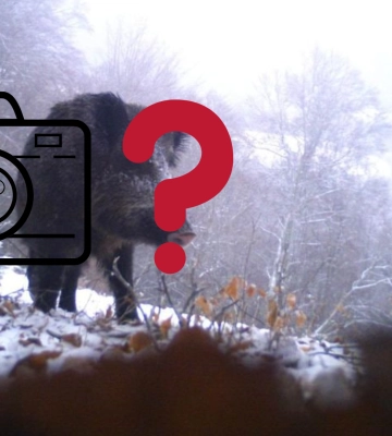 На Закарпатті фотопастка &quot;спіймала&quot; кількох диких тварин