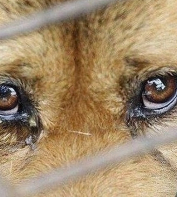 У Луцькому районі психічнохворий чоловік на очах дітей вбив собаку