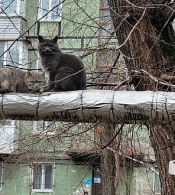 У Криворізькому районі підтвердили сказ у безпритульного кота