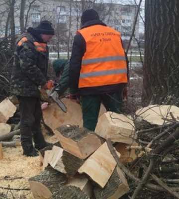 У Луцьку зрізають аварійні дерева 
