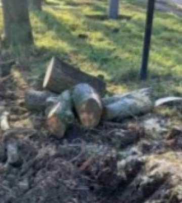 Ужгородські правоохоронці відкрили справу на двох посадовців за незаконну вирубку ліса