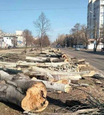 «Майже повністю використані», — у ДЖКГ пояснили, куди поділися знесені у Миколаєві тополі