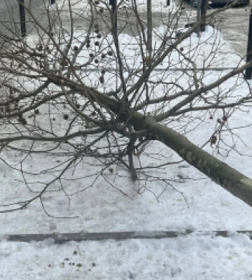 У Львові невідомі зрізали молоді платани (ФОТО, ВІДЕО)