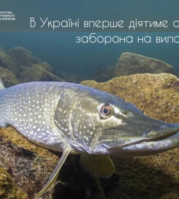 З наступної середи ловити щуку на Рівненщині - заборонено