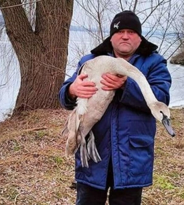 Його вже почали клювати ворони. У Дніпрі врятували лебедя зі зламаним крилом 