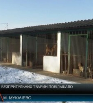 Безпритульних тварин на Закарпатті побільшало (відео)