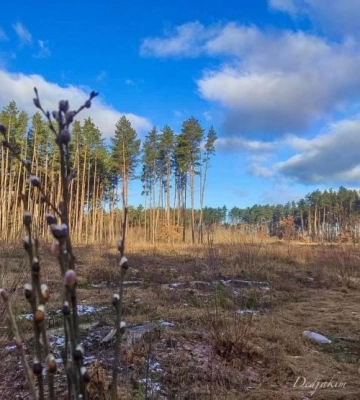 У лісах на Рівненщині вже «просинаються» вербові котики (ФОТО)