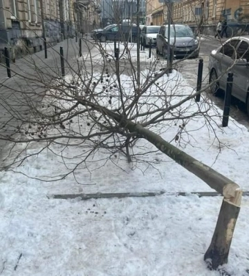 Львівські правоохоронці шукають невідомих чоловіків, які навмисно зрізали дерева на вулиці Котлярській