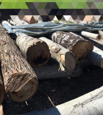 У Миколаєві розповіли про долю старих тополь
