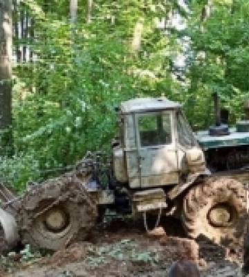 Викрав лісу на 450 тисяч гривень: судитимуть підприємця із Закарпаття