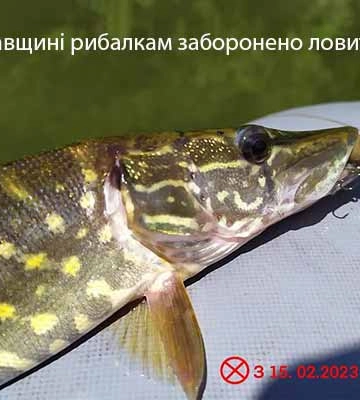 На Полтавщині від 15 лютого заборонено ловити щук: чому та яке покарання