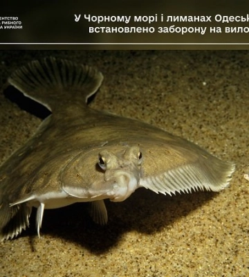 У Чорному морі і лиманах Одеської області встановлено заборону на вилов камбали
