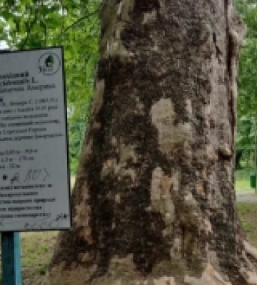 Неймовірне Закарпаття: в Ужгороді понад чотири століття росте дерево-гігант