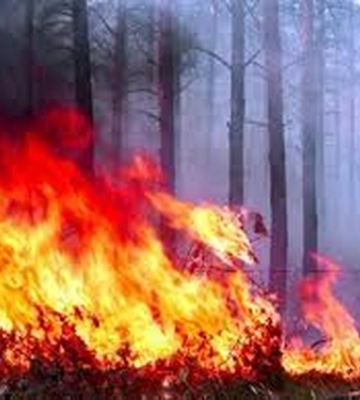 Палій з Ковельщини отримав 6 років тюрми за підпал 14 га лісу