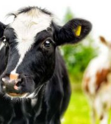 За приріст поголів’я заплатять з міського бюджету