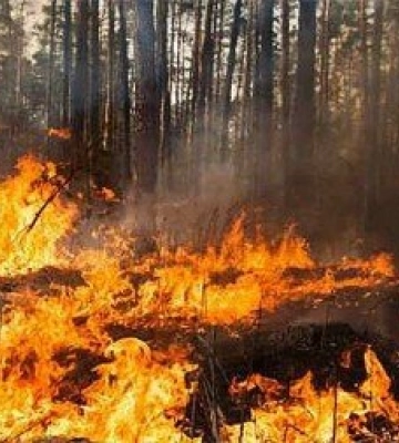 Волинянин, який спалив 14 га лісу та вкрав телефон, на 6 років втрапив за ґрати