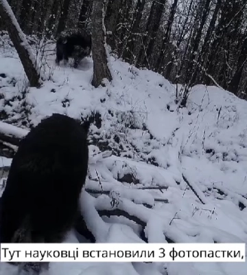 Рись, вовк і горностай – на Рівненщині зафіксували унікальних тварин (ВІДЕО)
