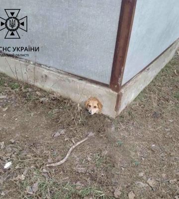 Довелося викликати рятувальників: на Одещині пес застряг головою в отворі бетонного забору, - ФОТО
