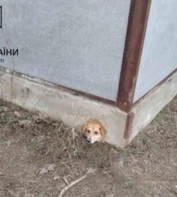 В Одеській області собаку врятували з бетонної пастки, фото