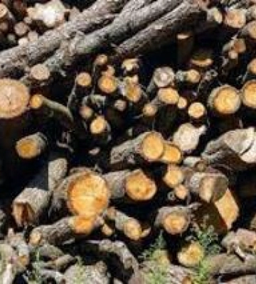 Понад 700 тисяч гривень збитків: на Полтавщині взяли під варту чоловіка, який незаконно вирубував дерева
