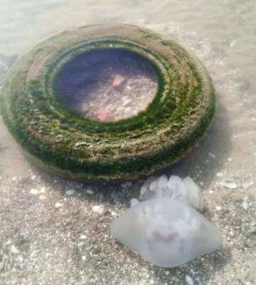 На Азовском море в феврале медузы никуда не пропали (Фото)