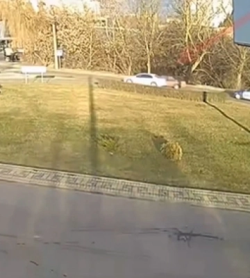 Показали відео ДТП, в якій доньці голови Підгайцівської громади пошкодили авто (відео)