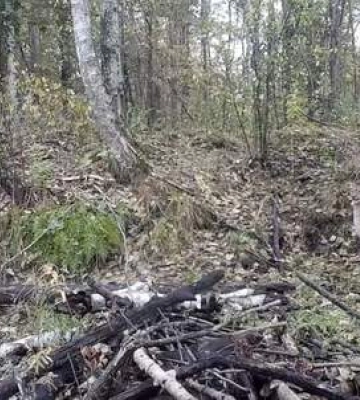 Рись, вовк та горностай: на Рівненському Поліссі зафіксували безліч рідкісних тварин