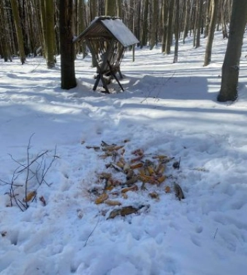 Зимовий облік мисливських тварин проводиться на Закарпатті
