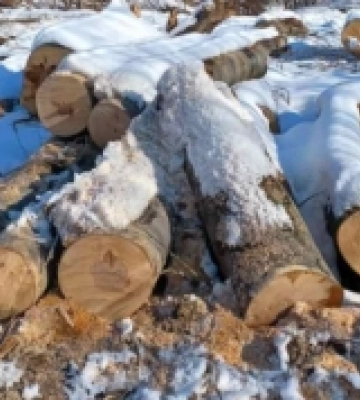 Працівників Ужгородського лісгоспу оштрафували за незаконну вирубку лісу