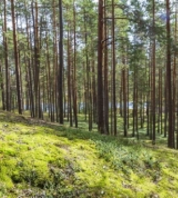 На Ковельщині лісгоспідприємство повернуло державі земельну ділянку вартістю понад дев’ять мільйонів гривень