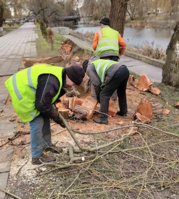 На вулицях Рівного буревій повалив дерева: комунальники ліквідують наслідки