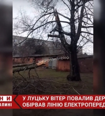 У Луцьку вітер повалив дерево на лінію електропередач (відео)