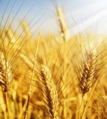 Аграрії Полтавщини намолотили 5,7 млн тонн зерна