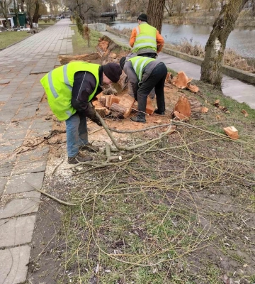 У Луцьку вітер зламав дерево та пошкодив лінію електропередач. Відео