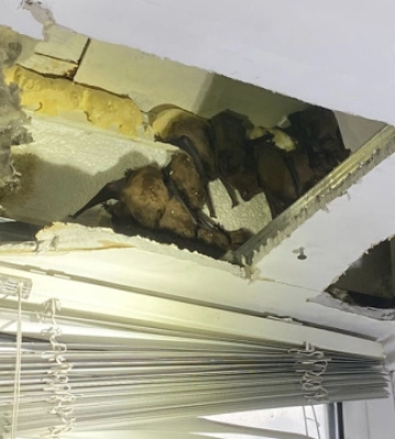 Кажани налякали власника квартири в Дніпрі: на балконі знайшли понад 140 штук