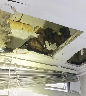 Кажани налякали власника квартири в Дніпрі: на балконі знайшли понад 140 штук