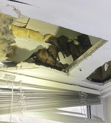 Кажани налякали власника квартири в Дніпрі: на балконі знайшли понад 140 штук