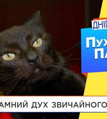 Незламний дух звичайного кота: історія пухнастого Патріота родом з Торецька