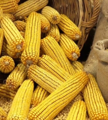 Виручка від українського аграрного експорту торік скоротилась на 15% - ІАЕ